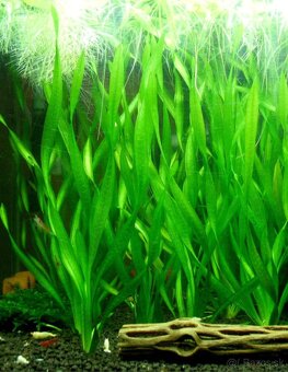 Akvarijne rastliny mix 7 druhov +7krevetiek - 6