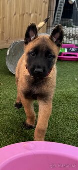 Belgický ovčiak - Malinois - 6