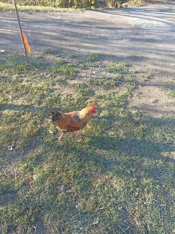 Predám kohútov - 6