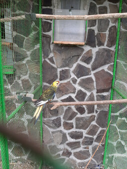 Penant červená straka - 6