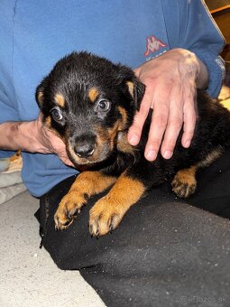 🖤 Rotvajler- Štěňátka Bez PP 🖤 - 6