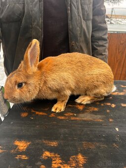 Burgundský X VSS - 6