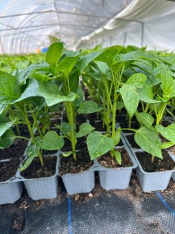 Priesady, planty - 6