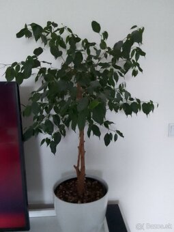 Slonia noha bananovnik kavovnik zamiokulkas fikus yuka - 6