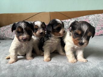 Biewer yorkshire terier - 6