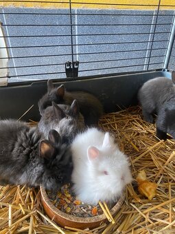 Trpaslíčie králiky - 6