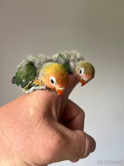 AGAPORNIS FISHER Maznačik-krotký - 6