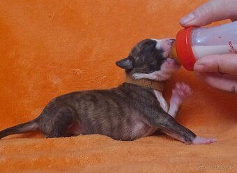 Whippet s PP - 6