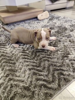 American bully XL - 6