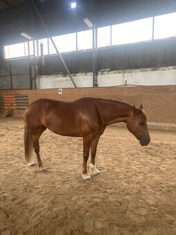Charakterní klisna Welsh Cob - 6
