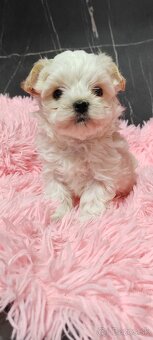 Predám maltezak - 6