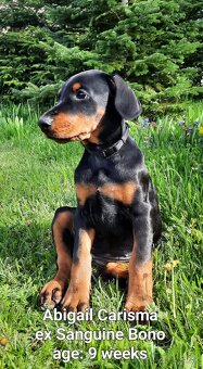 DOBERMANN šteniatka s P.P. - 6