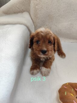 Cavapoo - 6