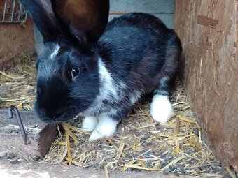 Predám 6-7 mesačné králiky - 6