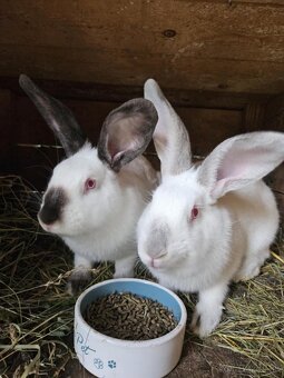 Predám králiky - 6