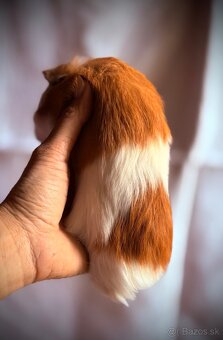 Sheltie nádherný samček morské prasiatko - 6