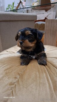 Yorkshire Terrier - 6