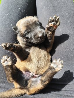 Belgický ovčiak malinois - 6