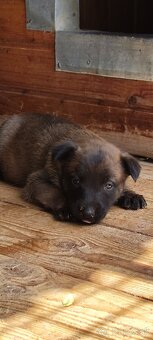 Belgický ovčiak malinois - 6