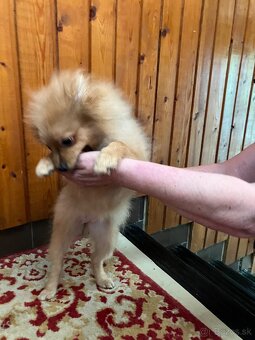 Pomeranian - 6