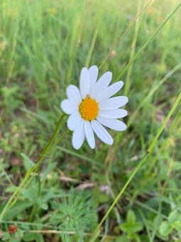 Predaj pozemku v prírode Jedľové Kostoľany - 6