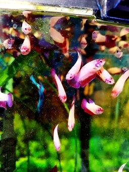 Betta Splendens - Bojovnica Pestrá. - 6