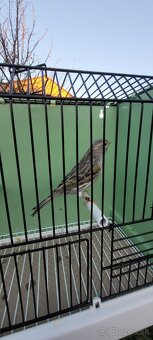 Predám Kanáriky,Kanáre - 6