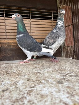 Predám holuby - 6
