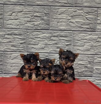 Yorkshirsky terier - 6