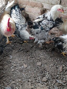 Brahmanka - wiandotka - 6