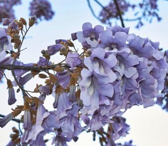 Paulownia(cisársky) strom - 6