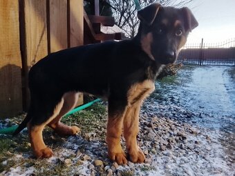 Nemecký ovčiak - 6