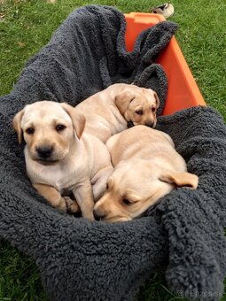 Šteniatka labrador - 6
