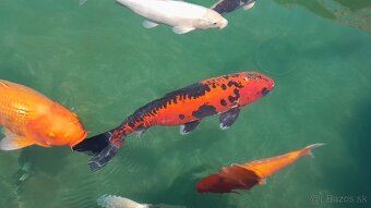 Koi kapre - 6