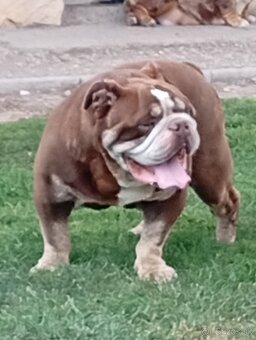 Anglicky buldog - 6