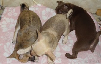 čivava krátkosrstá - 6