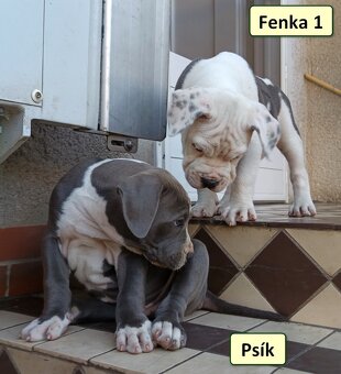 American bully XL, Americký stafordsirsky terier, - 6