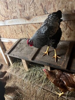 Predám kohútov - 6