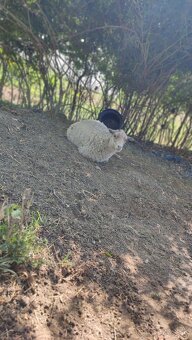Oueessant Sheep / Mini-Ovečka / Ovca - 6