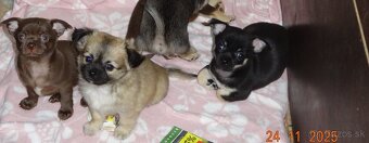 čivava krátkosrstá,dlhosrstá - 6