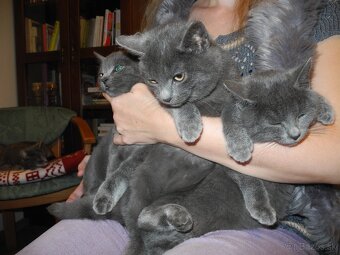 Darujem mačiatka - 6