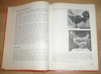 Najvýkonnejšie plemená a typy hydiny - 6