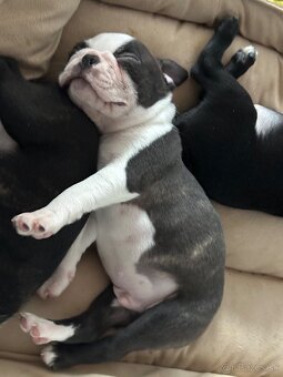 Boston Terrier - 6