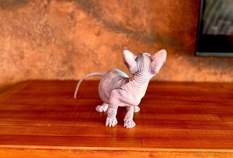 Don Sphynx s PP - 6