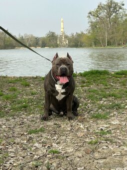 American Bully XL - krytí - 6