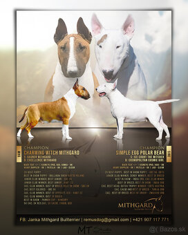 Bullterrier, Bullterier, Bulterier - 6