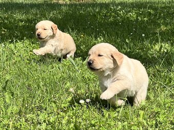 Čistokrvné šteniatko zlatý retriever, psík - 6