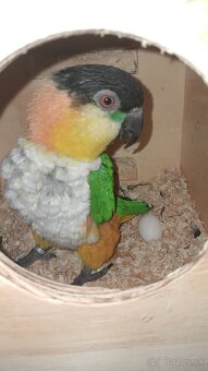 Amazonik ciernotemenny - 6
