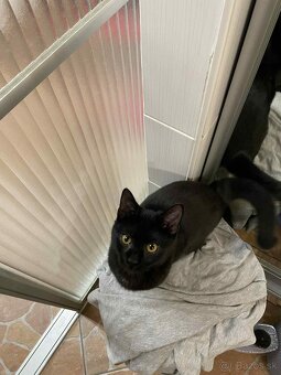 Darujem kocúrika - 6