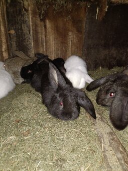 Predám králiky - 6